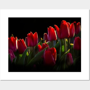 Red Tulips Posters and Art